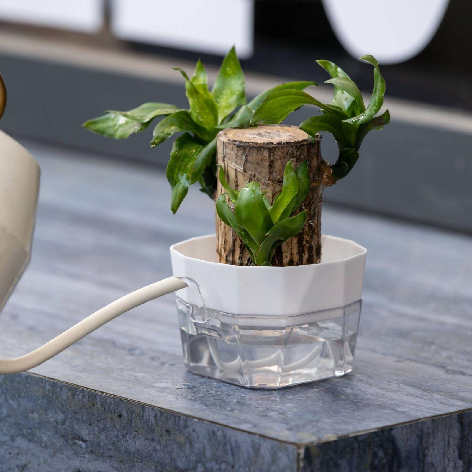 Гидропонная ваза с двумя слоям – обзор и цена Indoor Plants