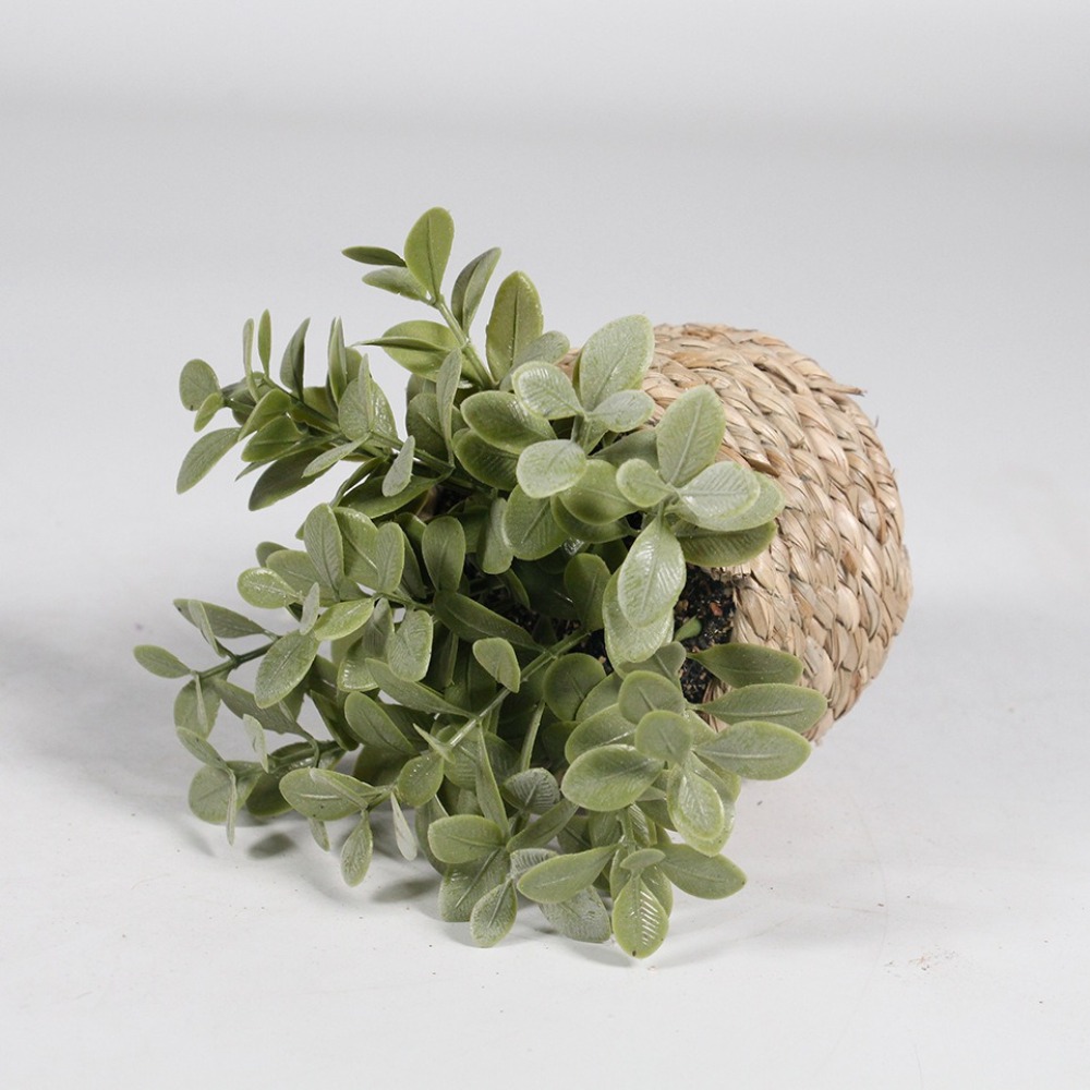 Зеленое искусственное растение – обзор и цена Succulent Set