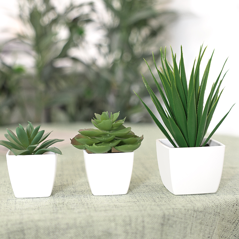Искусственное вечнозеленое рас – обзор и цена Succulent Set