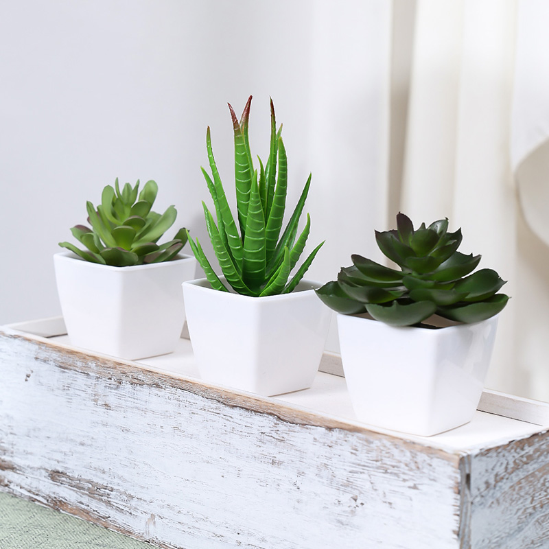 Искусственное вечнозеленое рас – обзор и цена Succulent Set